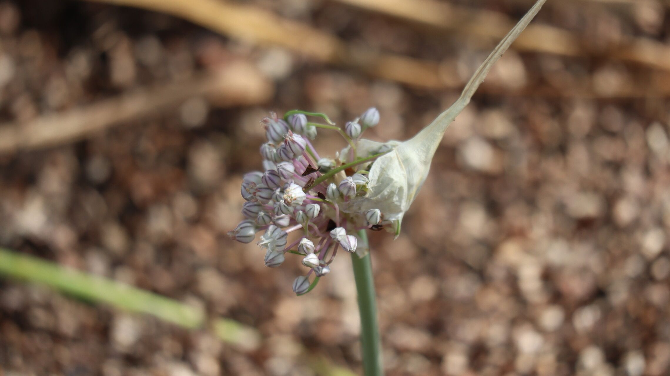 Allium baeticum flower