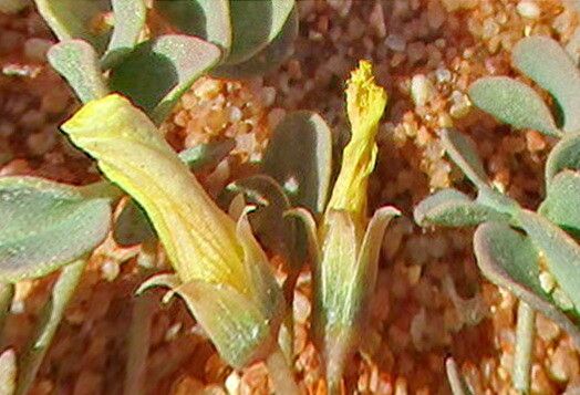 Oxalis luederitzii — houseplant care guide