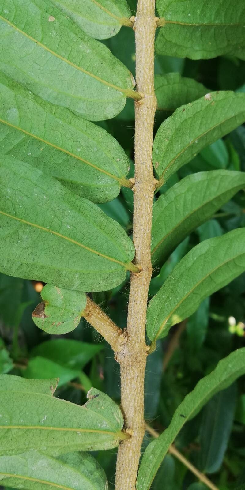 Strychnos variabilis — houseplant care guide