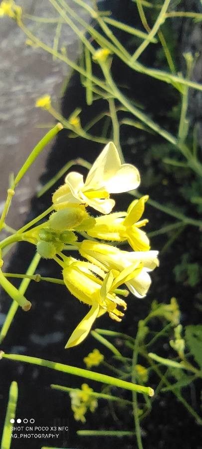 Diplotaxis hirta — related species from the same genus