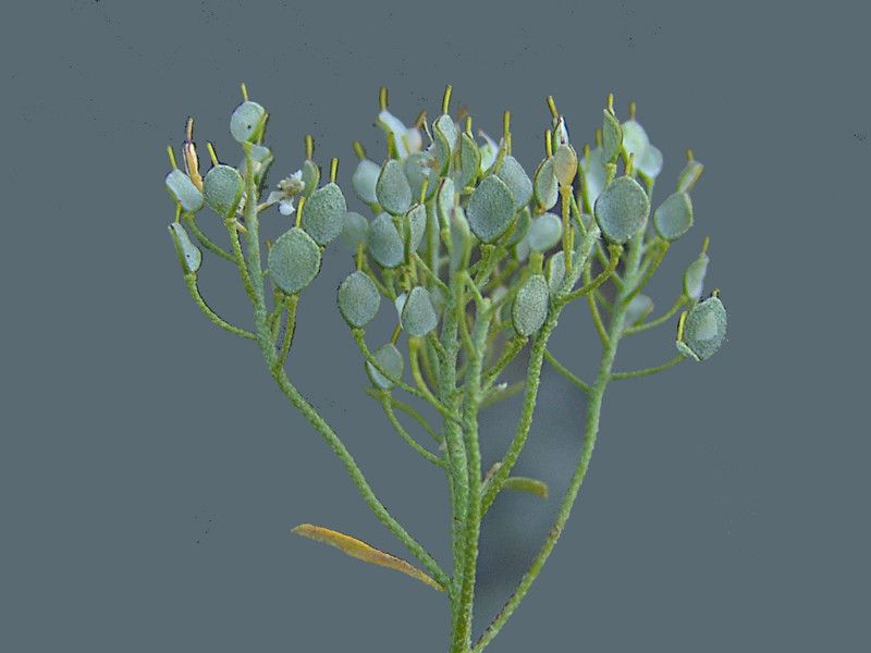Alyssum argenteum fruit