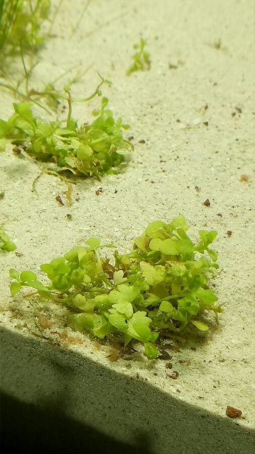 Micranthemum tweediei — related species from the same genus