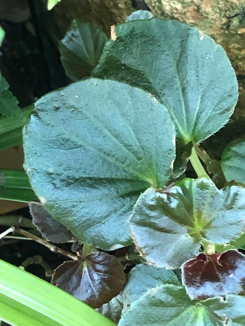 Begonia cucullata cv. 'Doublet Rose Pink' — houseplant care guide