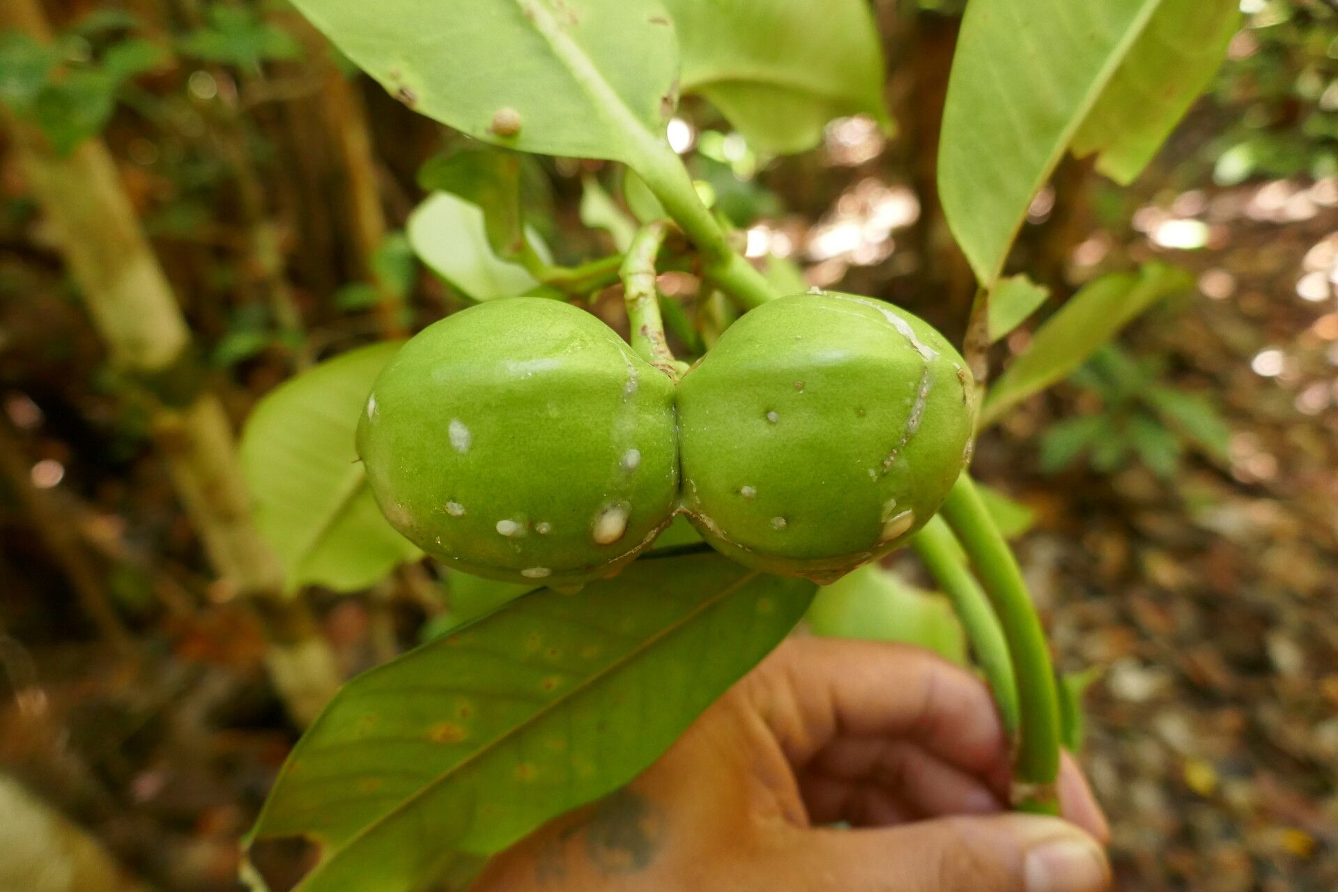 Tabernaemontana retusa fruit