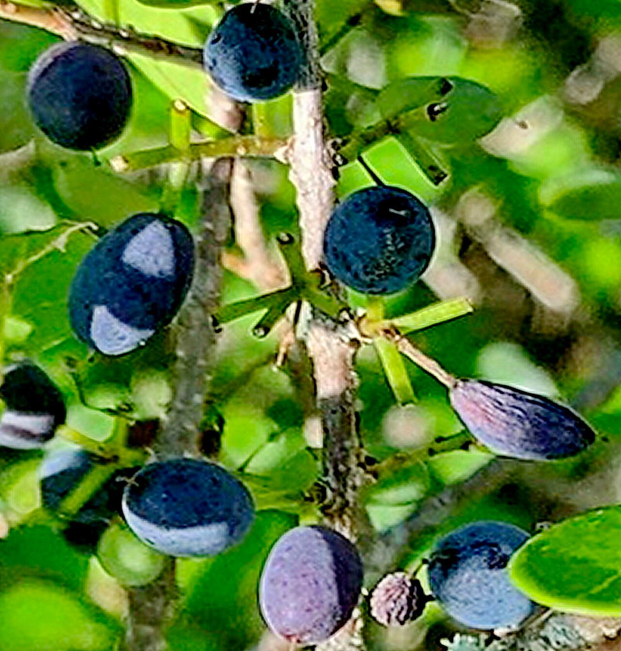 Forestiera segregata — houseplant care guide