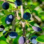 Forestiera segregata