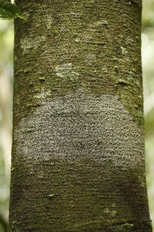 Couma guianensis bark