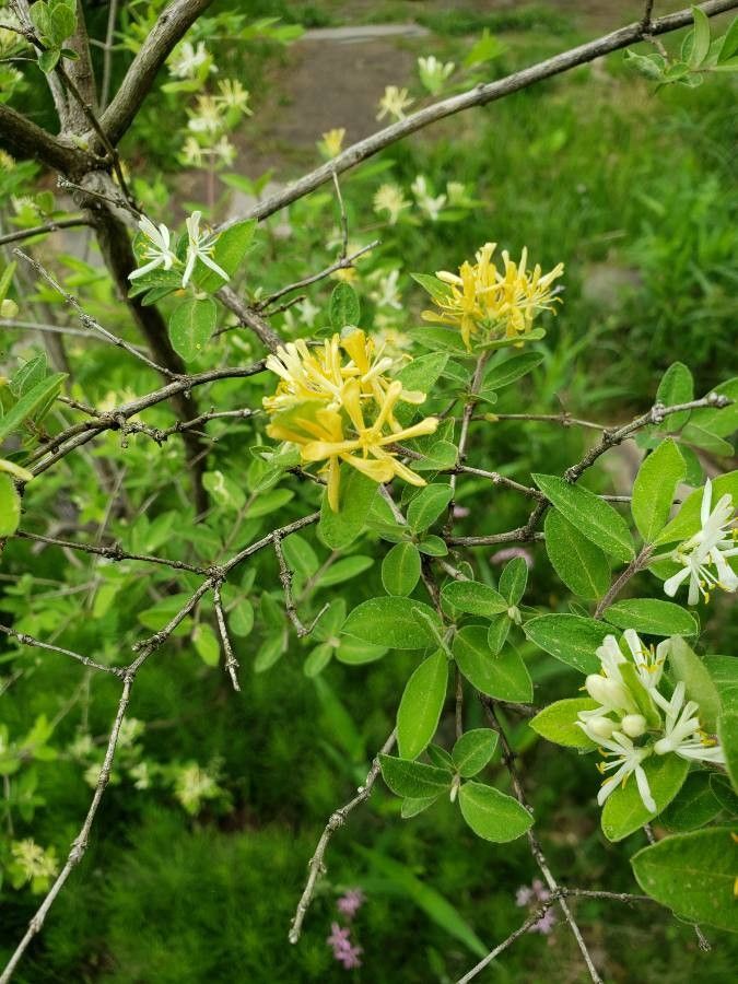 Lonicera flava flower