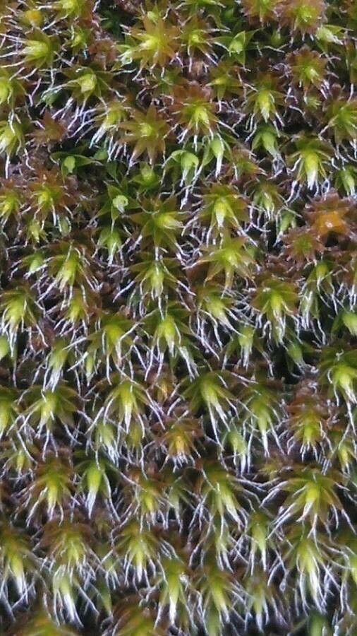 Campylopus introflexus flower