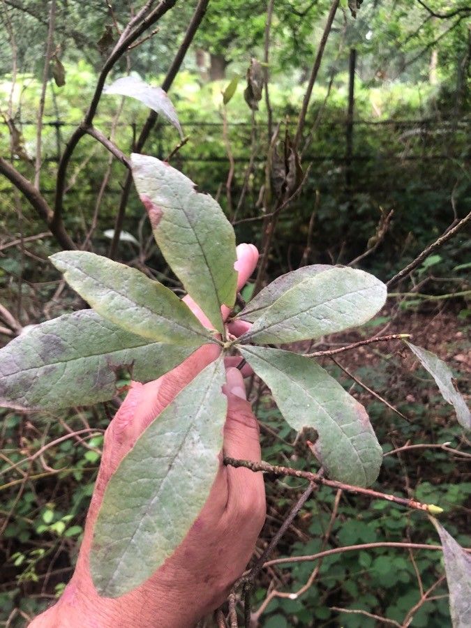 Rhododendron oreotrephes — houseplant care guide