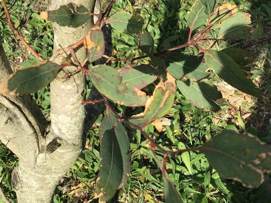 Eucalyptus nitens leaf