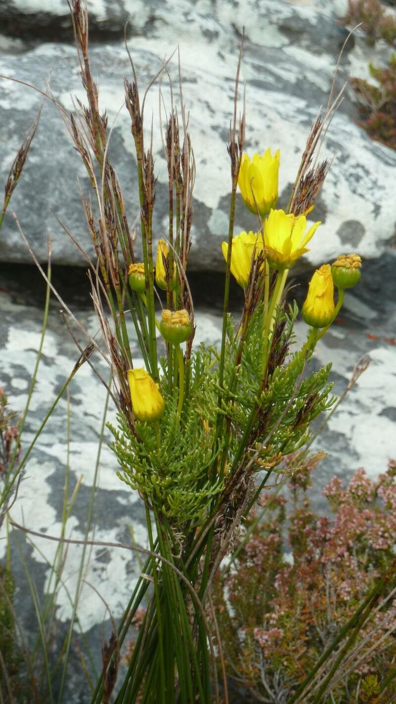 Euryops abrotanifolius flower