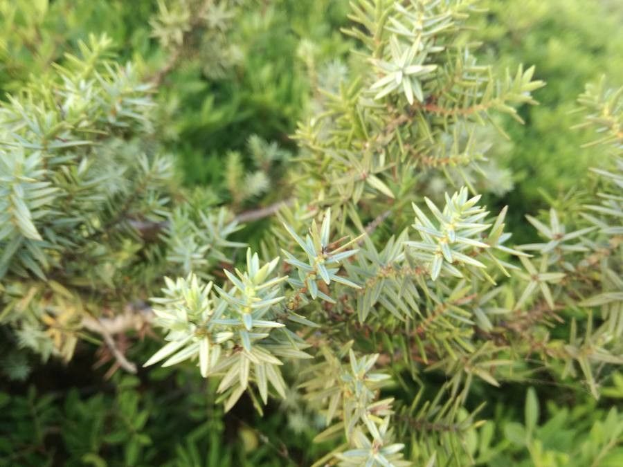Juniperus macrocarpa flower
