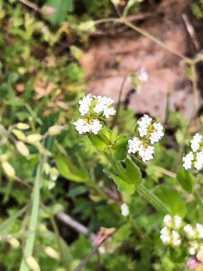 Valerianella radiata flower