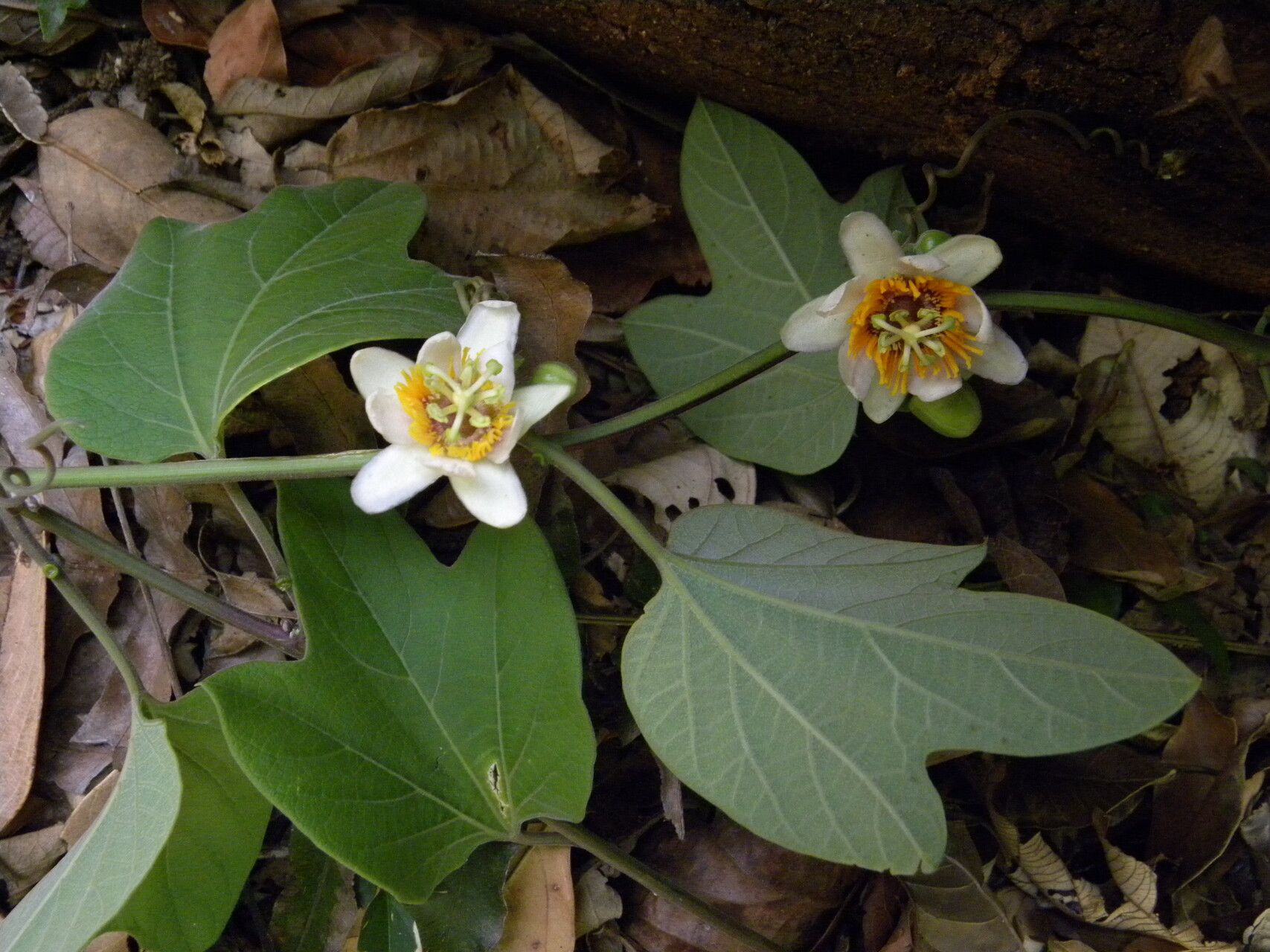 Passiflora holosericea flower