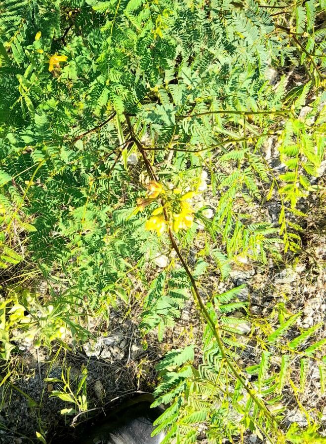 Caesalpinia mimosifolia habit