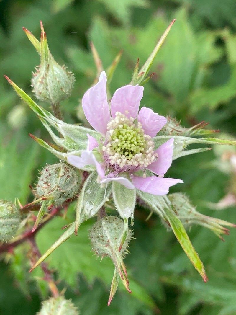 Rubus nemoralis flower