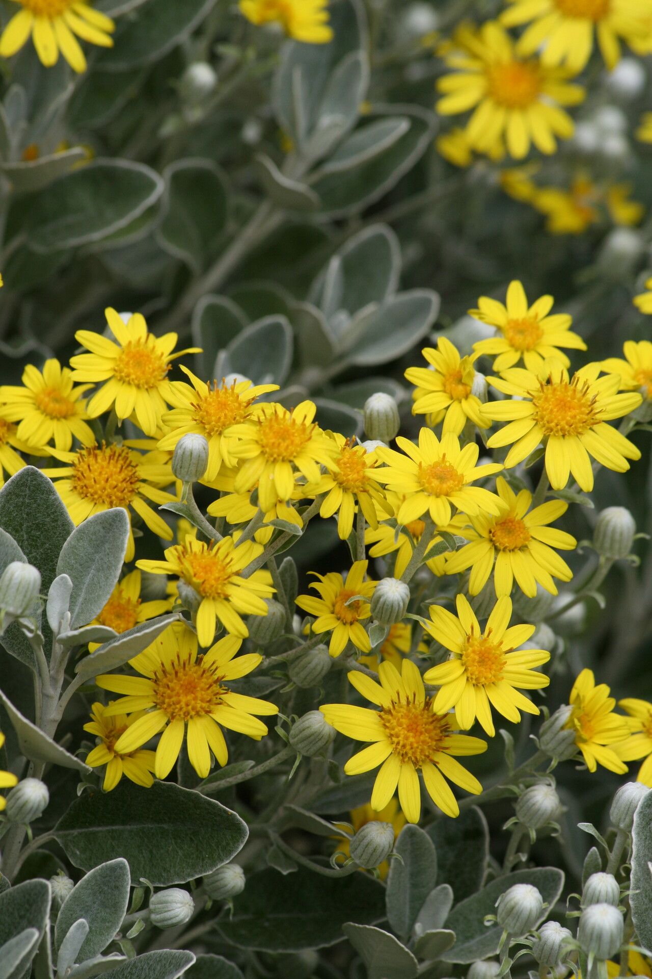 Brachyglottis laxifolia flower