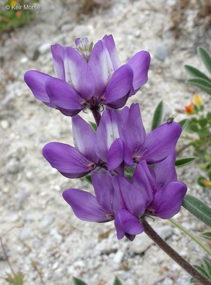 Lupinus horizontalis — search result for 'Lupinus'
