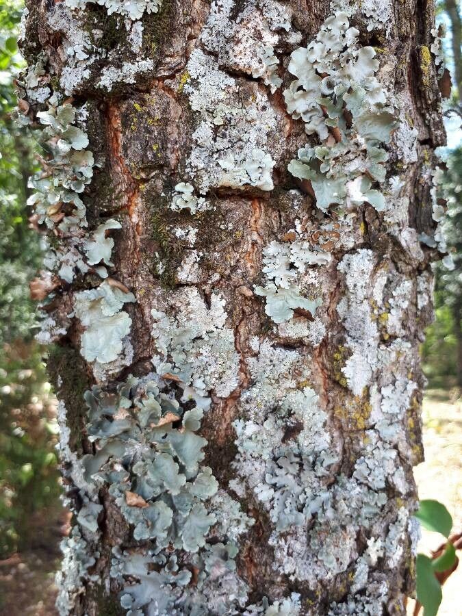 Astronium balansae bark