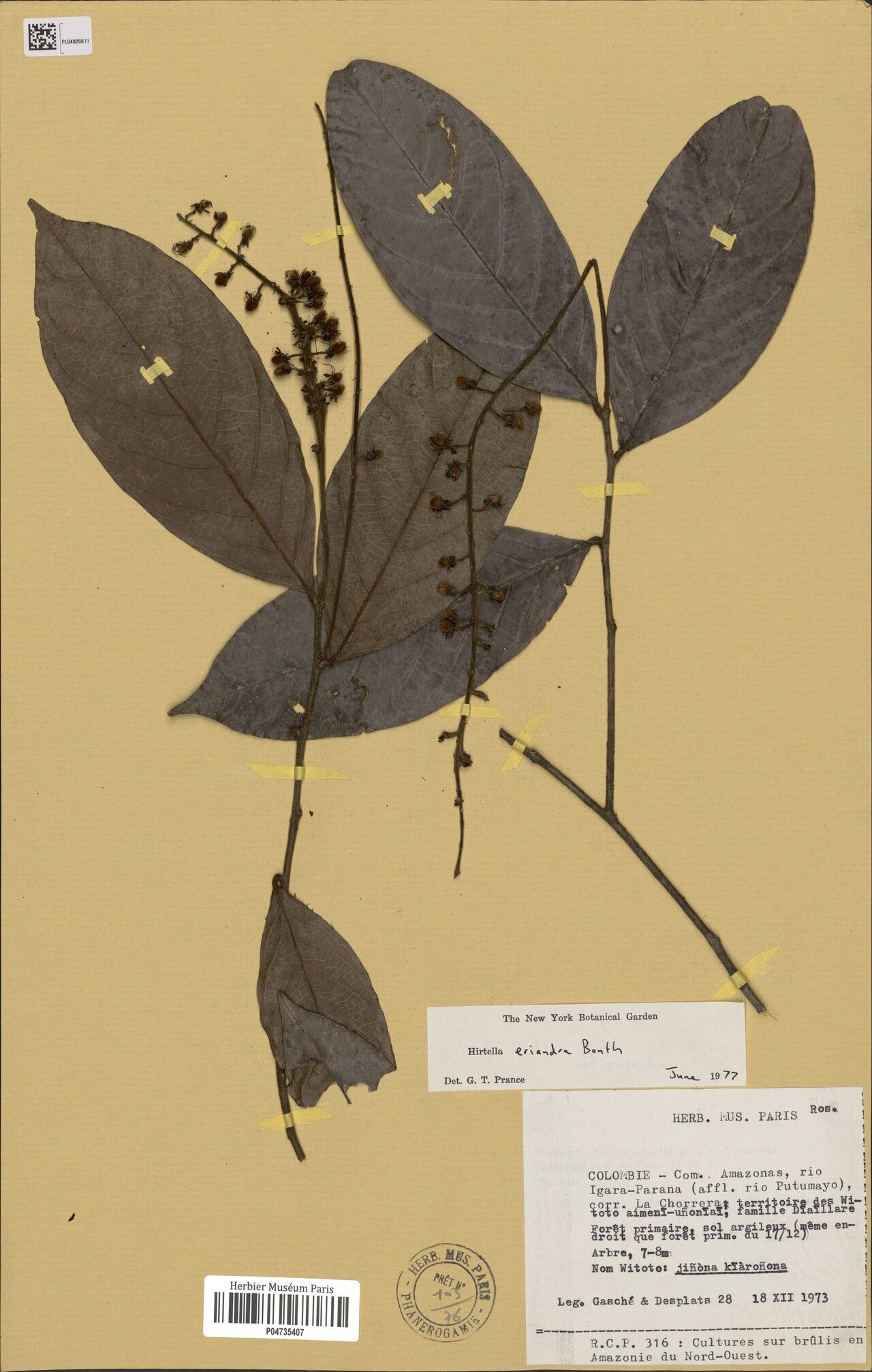 Hirtella eriandra leaf