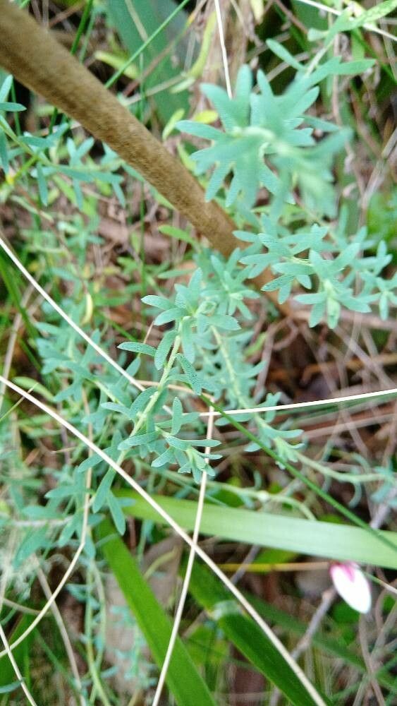 Rhodanthe anthemoides — related species from the same genus