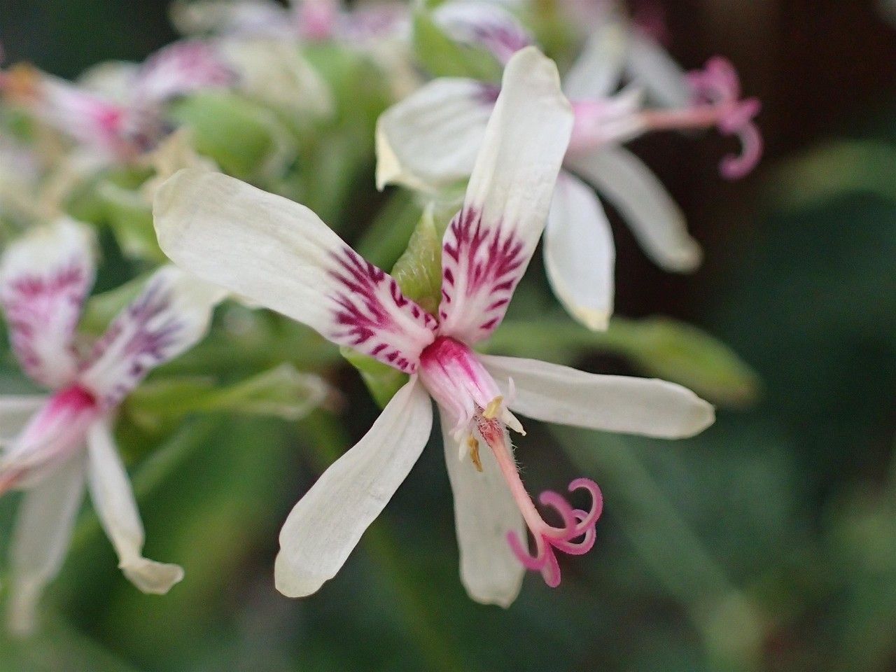 Pelargonium paniculatum flower