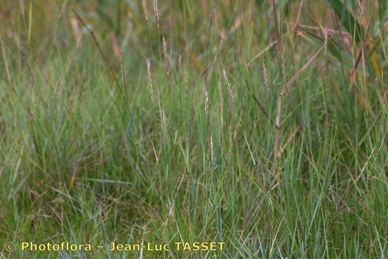 Thinopyrum × duvalii habit