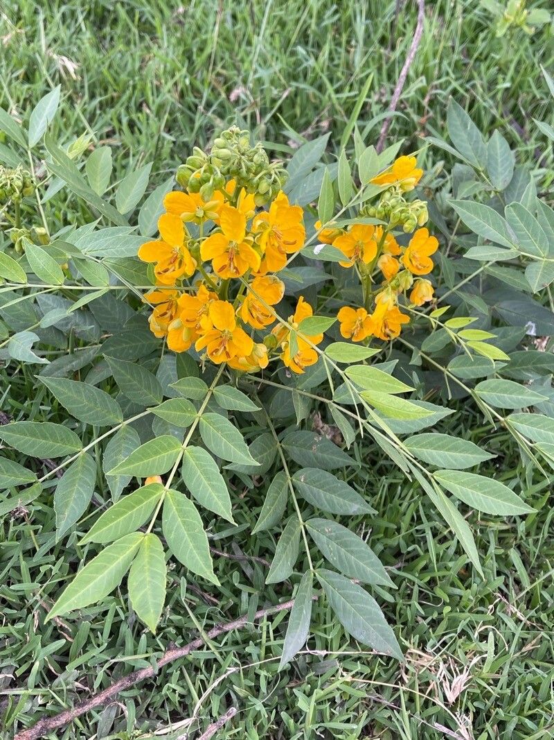 Senna hirsuta — search result for 'Senna'