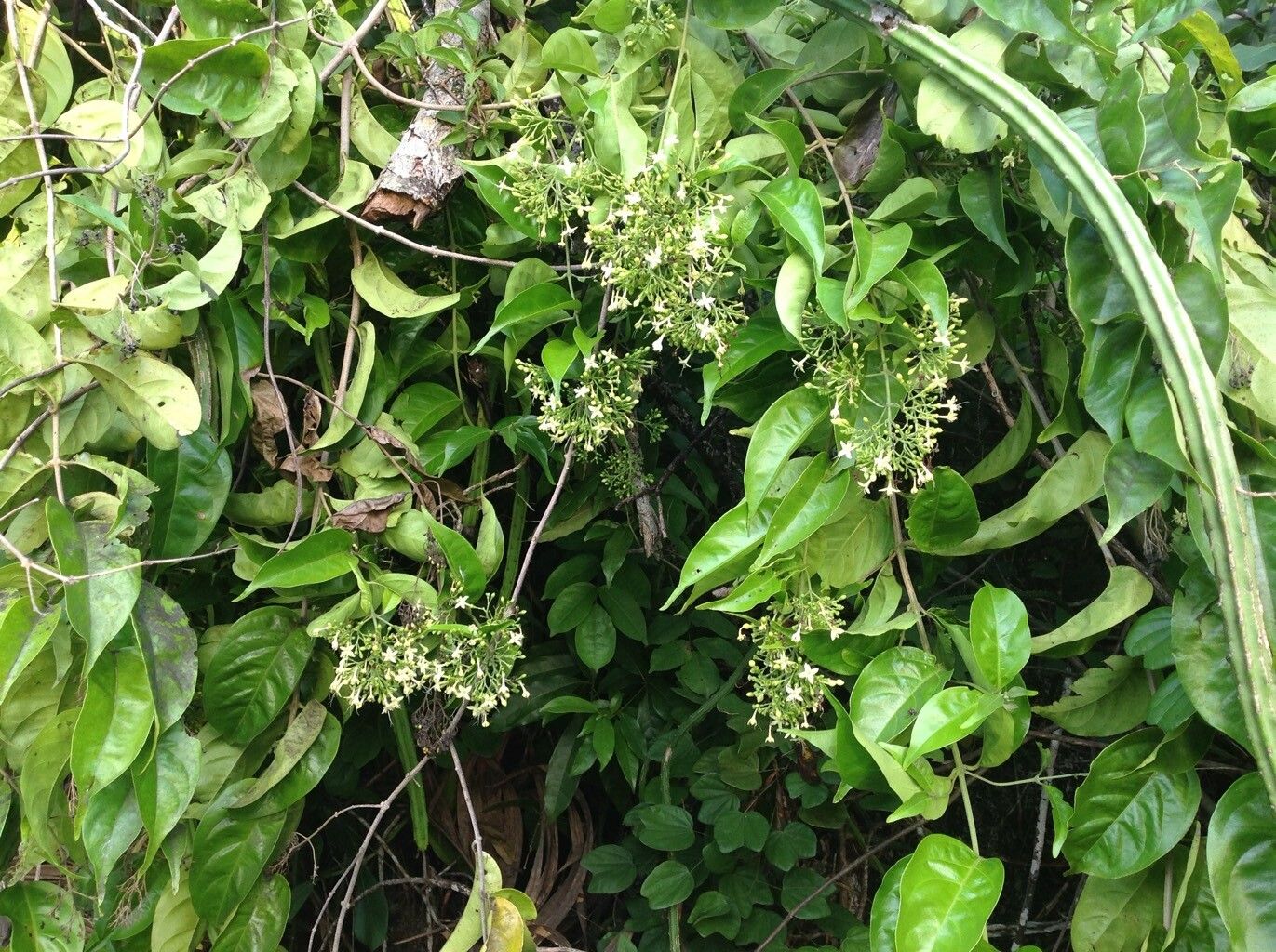 Aegiphila elata — houseplant care guide