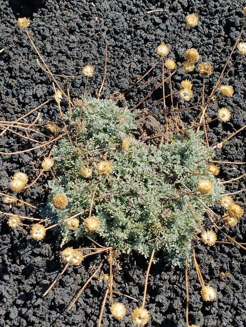 Anthemis aetnensis habit