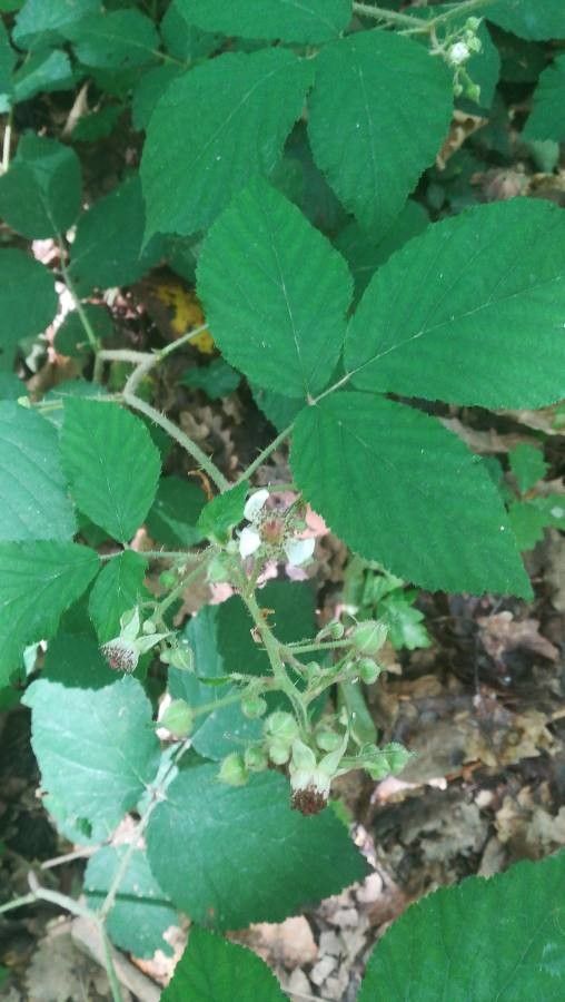 Rubus andegavensis flower