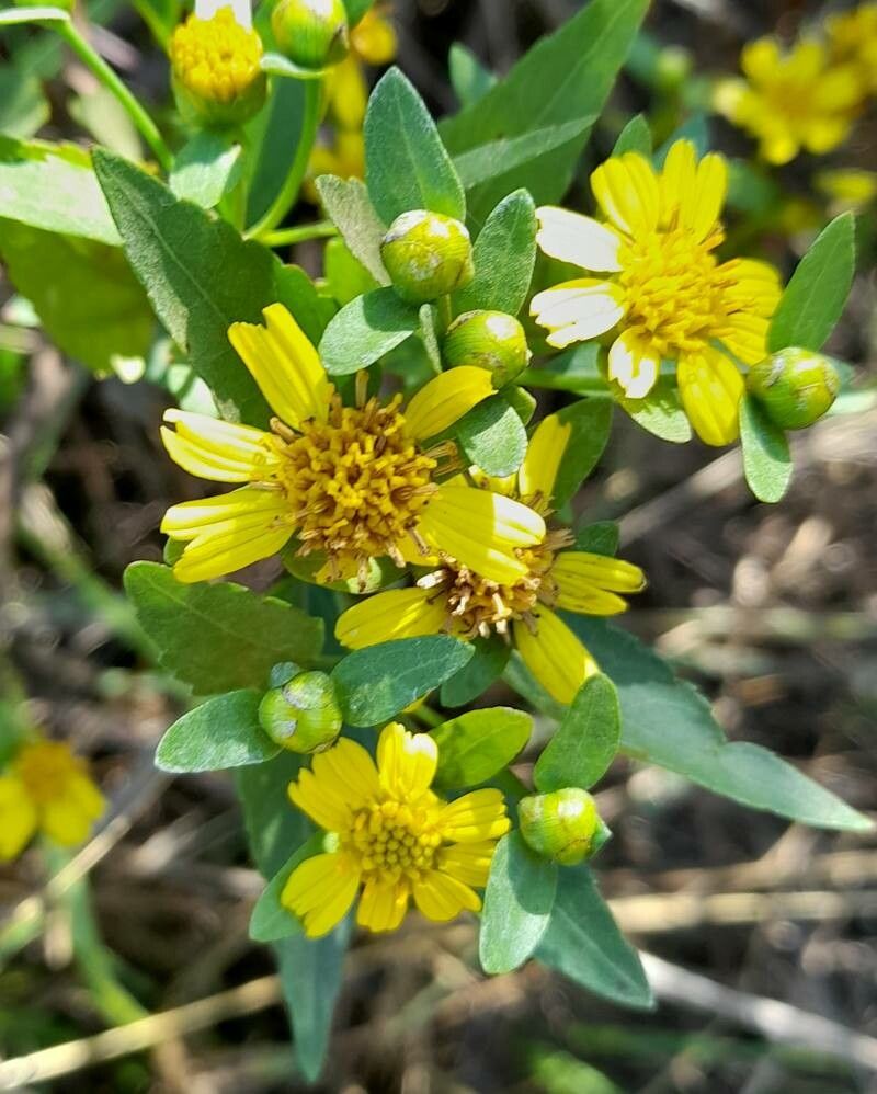 Calea clematidea flower