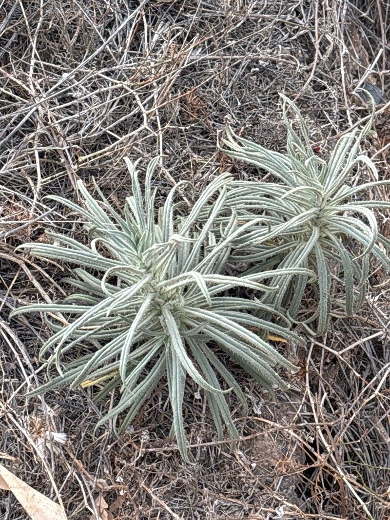 Echium triste habit