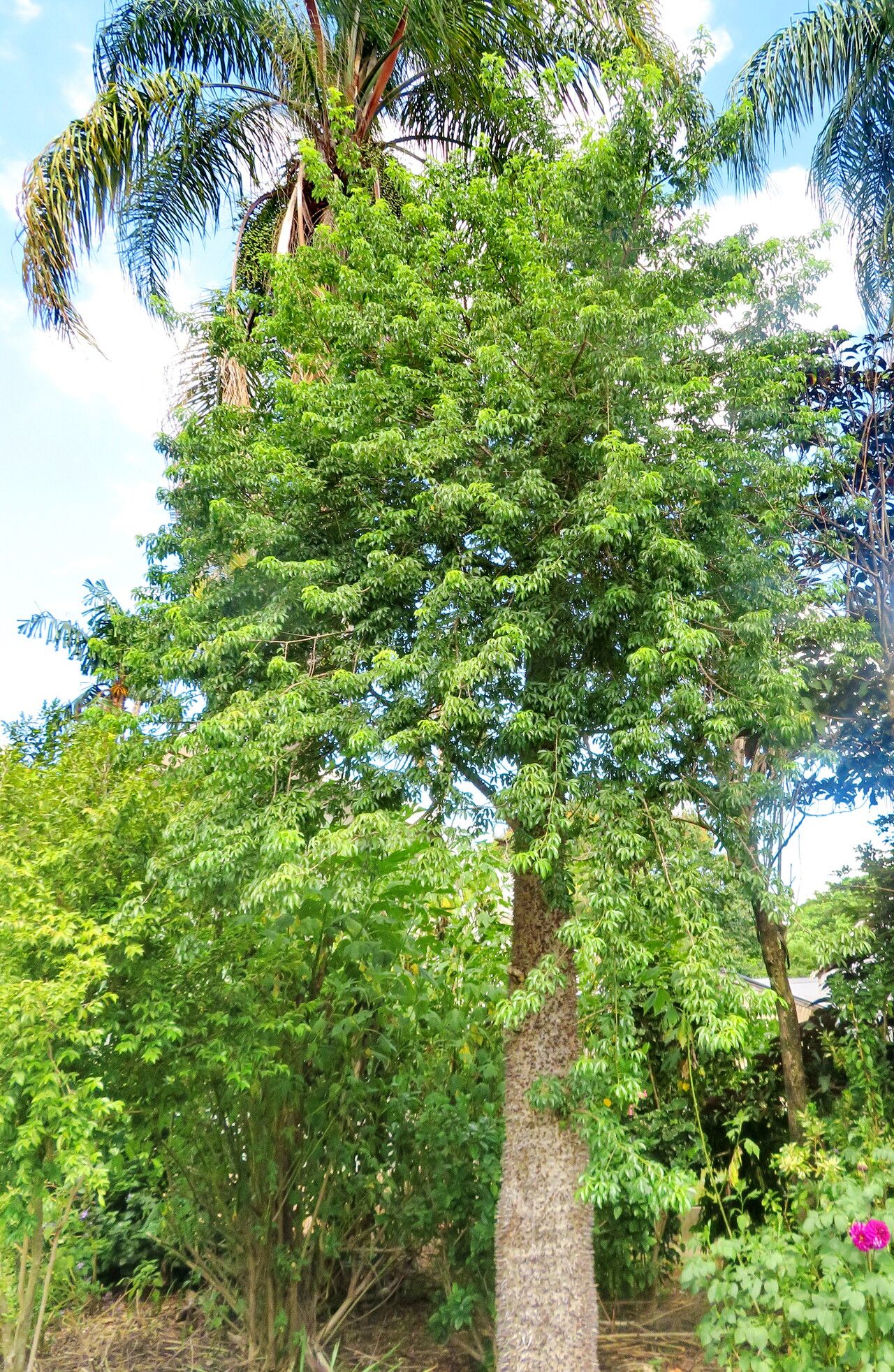 Spirotheca elegans habit