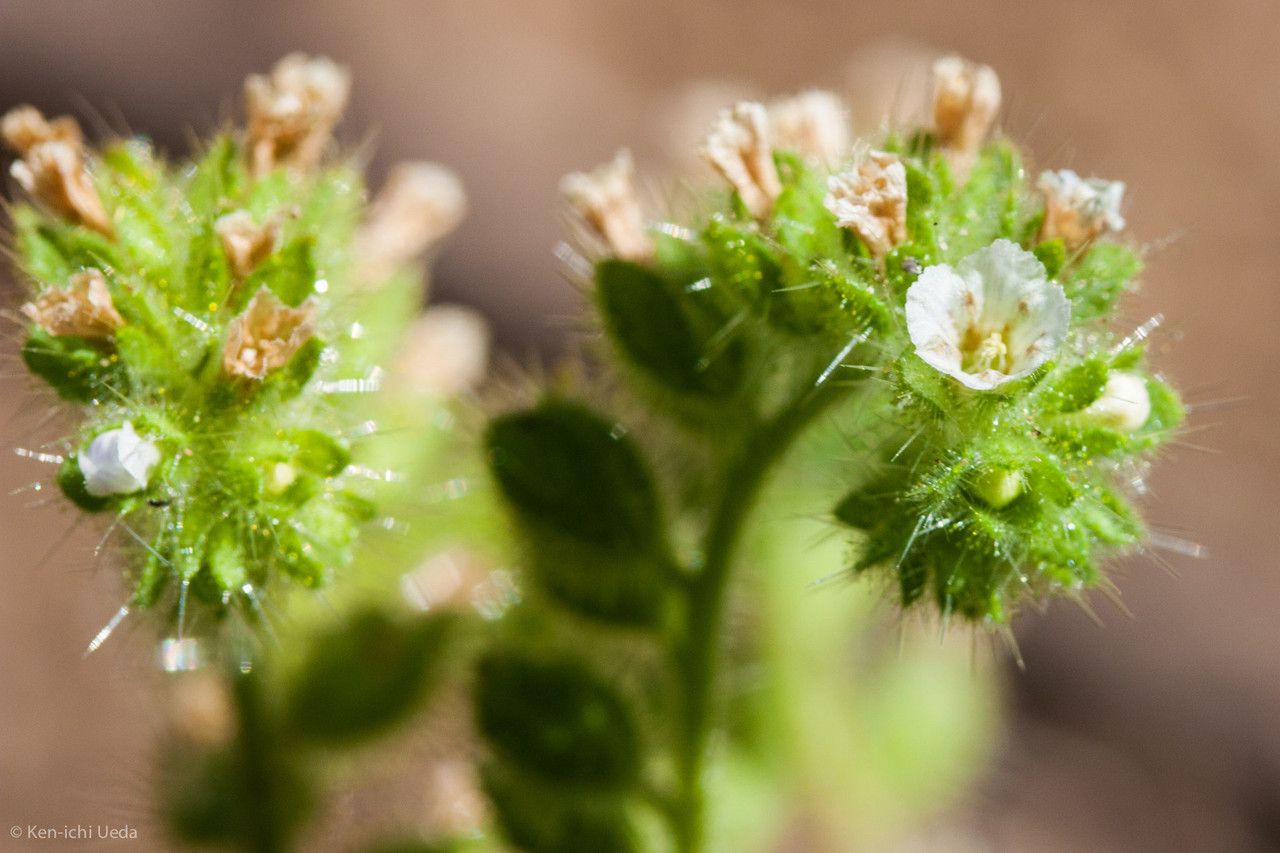 Phacelia rattanii — houseplant care guide