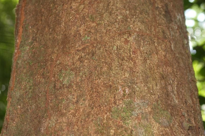 Protium sagotianum bark