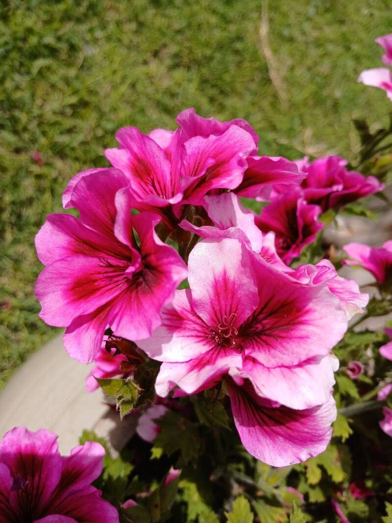 Pelargonium × domesticum flower