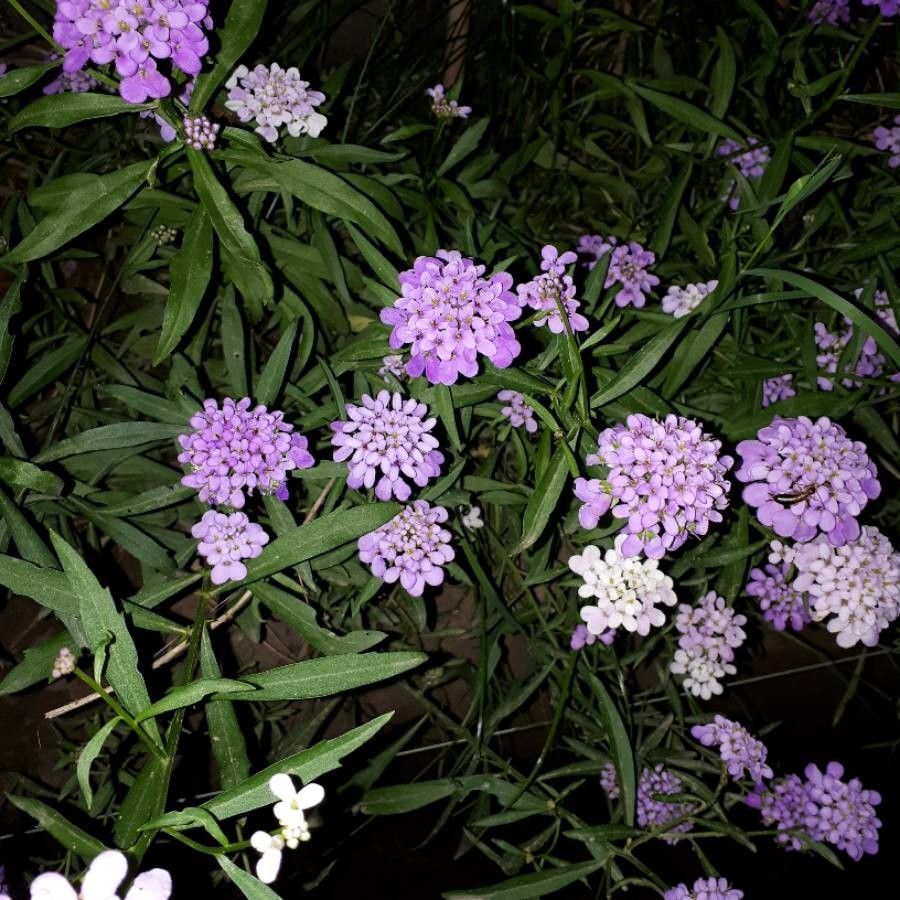 Iberis umbellata flower