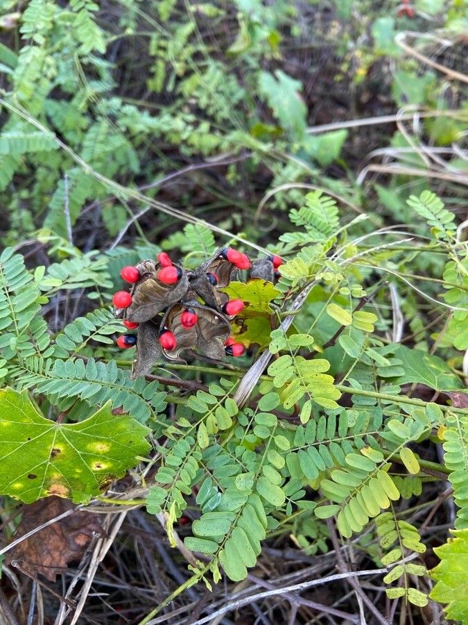 Abrus precatorius fruit