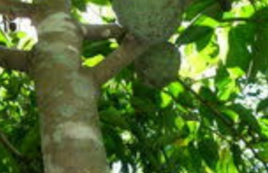 Annona scleroderma — search result for 'Annonaceae'