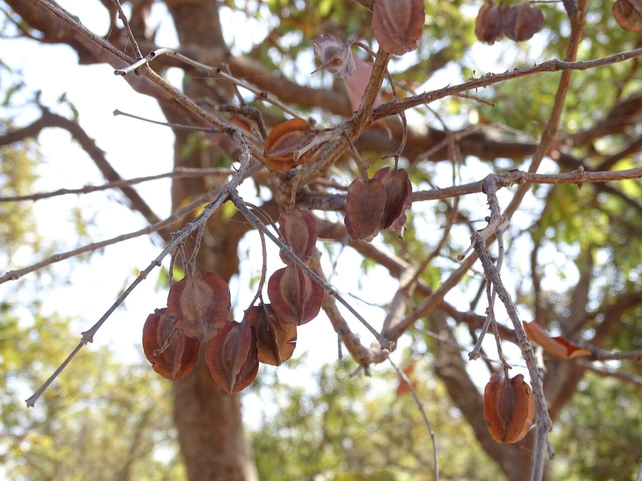 Combretum nigricans fruit