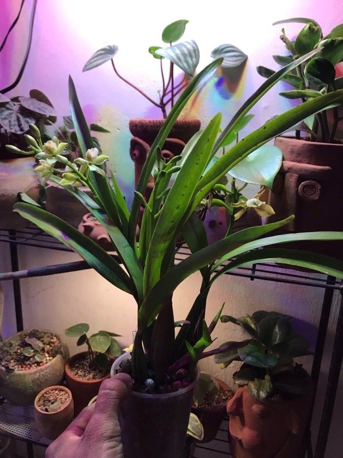 Prosthechea radiata habit