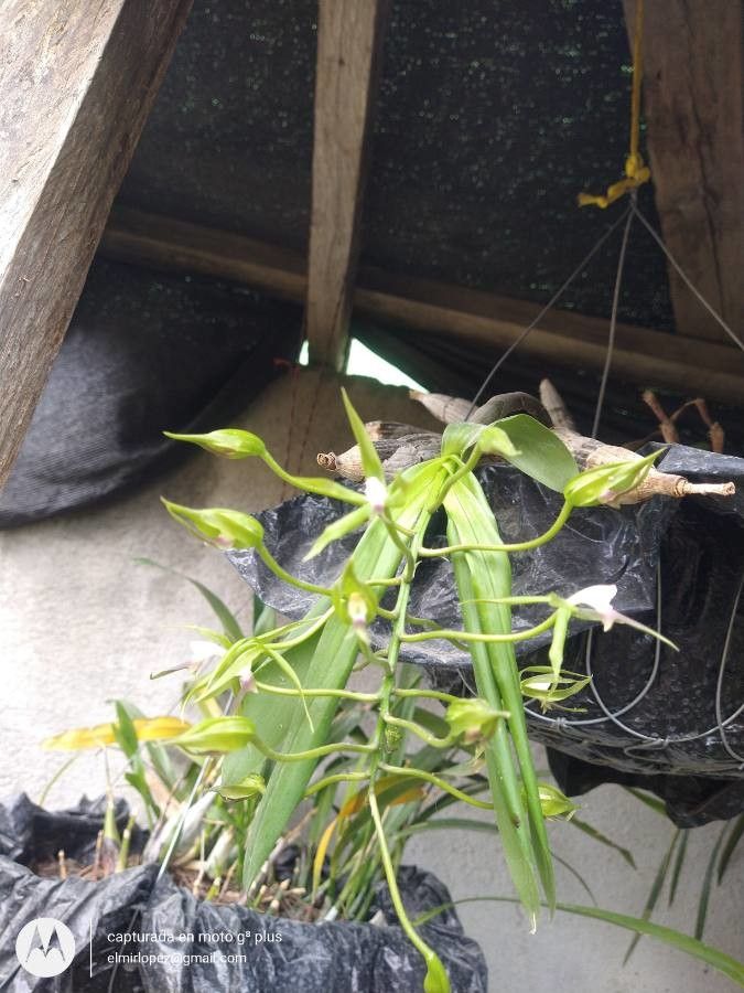 Epidendrum lacertinum flower