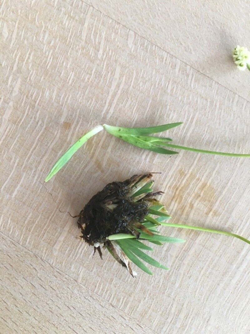 Tofieldia pusilla — search result for 'Iceland'