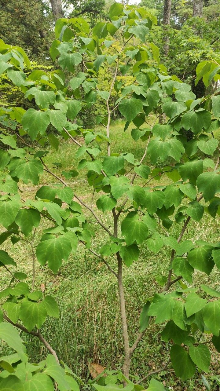 Lindera obtusiloba habit
