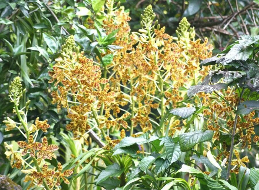 Grammatophyllum speciosum flower