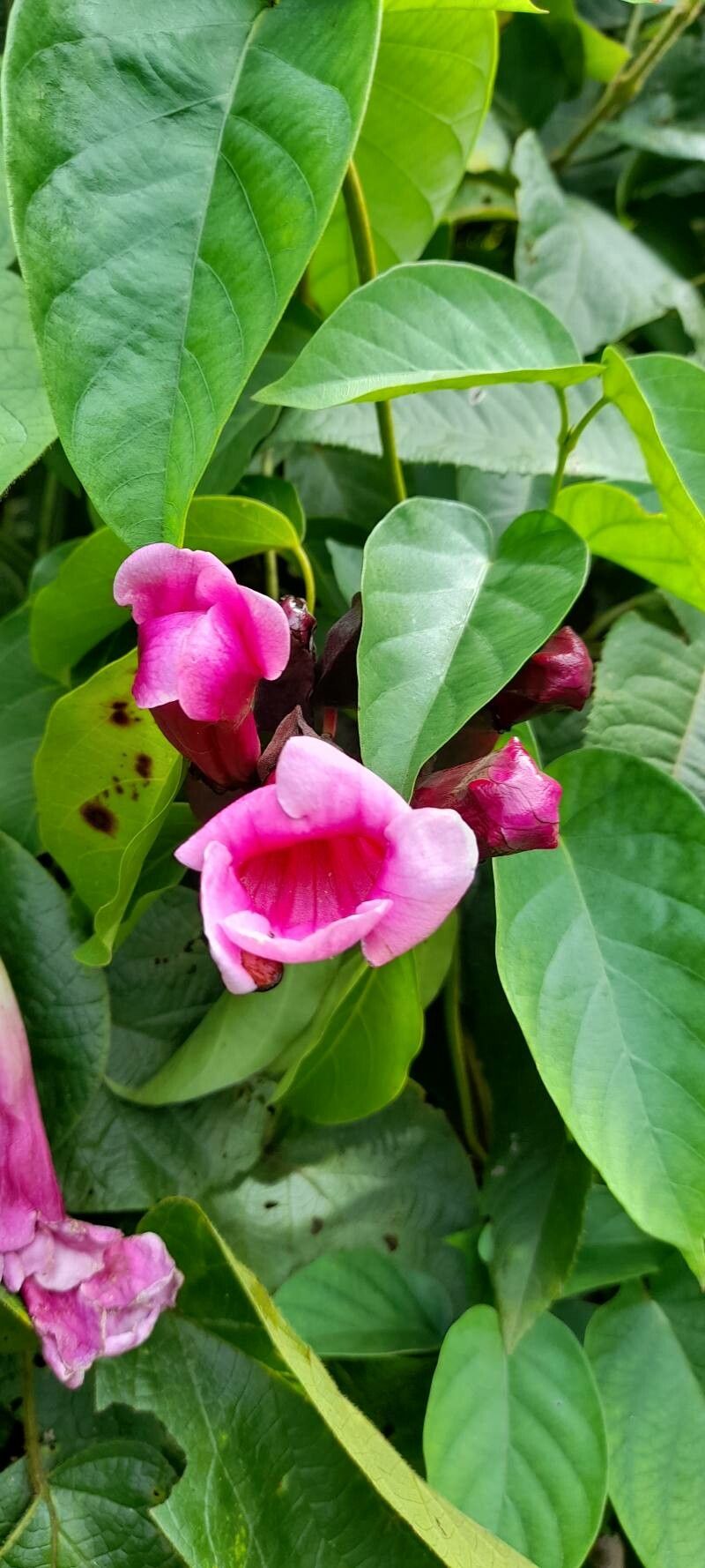 Dolichandra chodatii flower