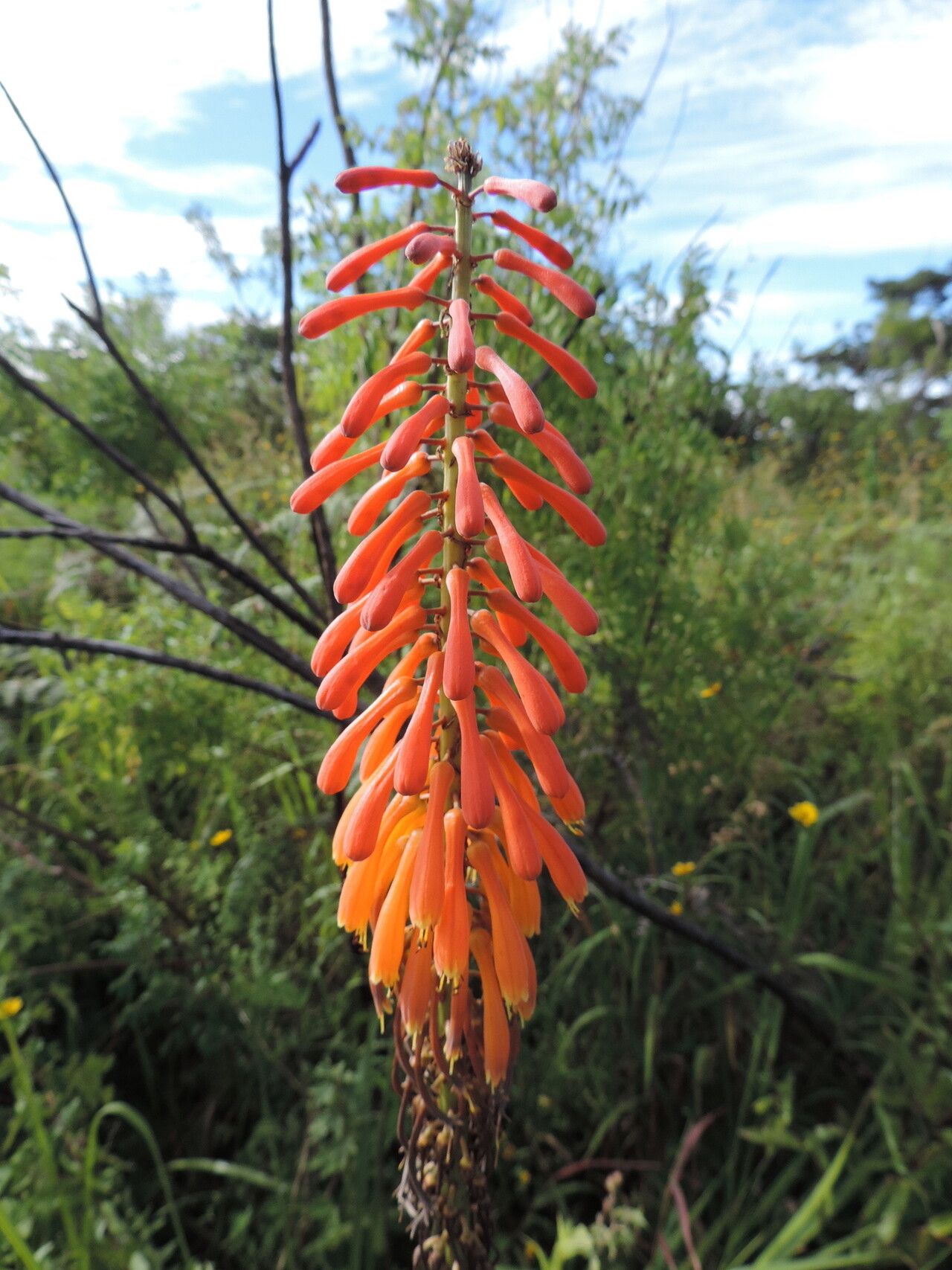 Kniphofia princeae — houseplant care guide
