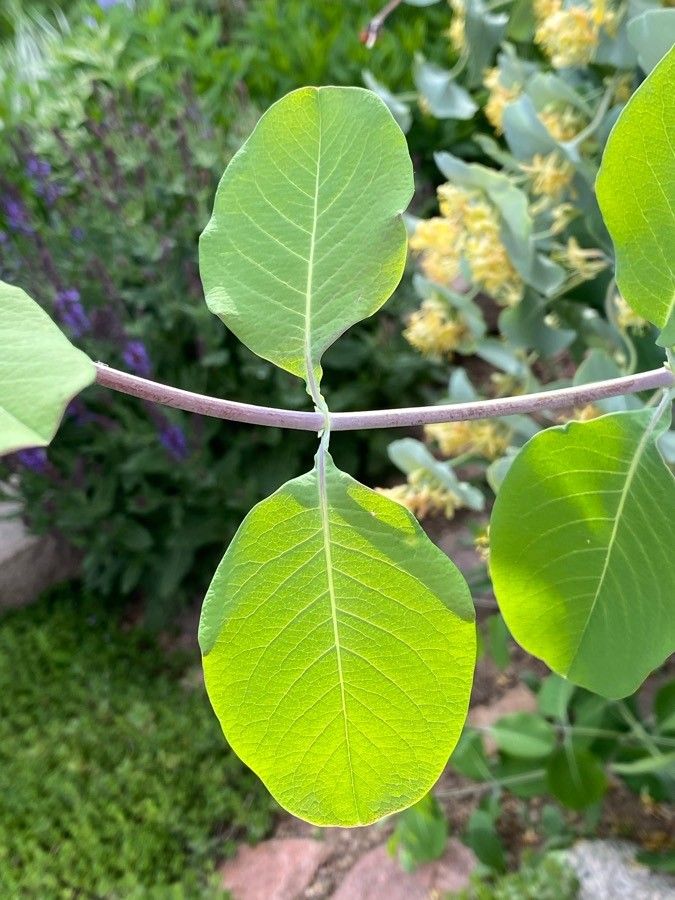 Lonicera flava — search result for 'Lonicera'